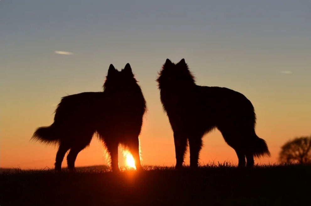 Loyal Guardians at Sunset